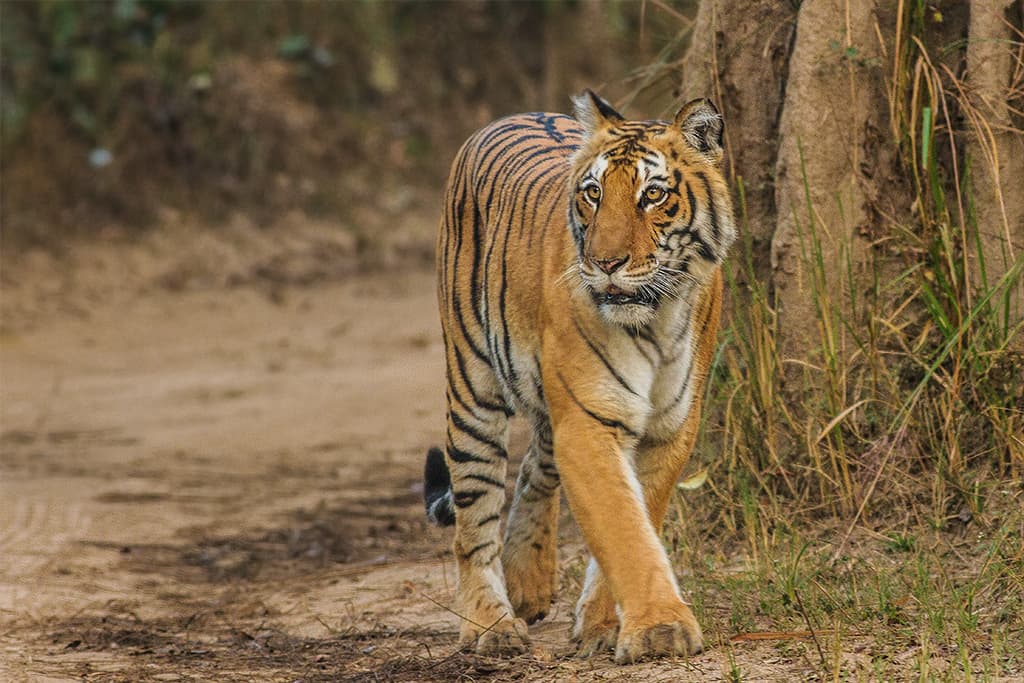 Jim Corbett Tiger Safari Package tour package